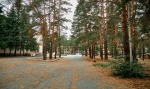 ЛЕСНИКИ