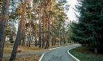 ЛЕСНИКИ