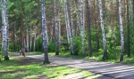 КАРАГАЙСКИЙ БОР