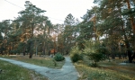 ЛЕСНИКИ