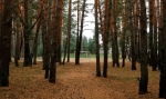ЛЕСНИКИ