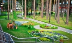 КРАСНАЯ ГВОЗДИКА